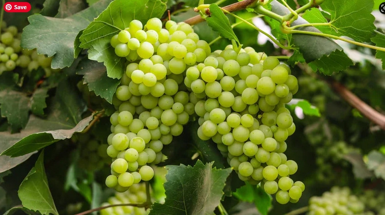 Moscato: Sự Ngọt Ngào Tinh Tế Của Loại Nho Nổi Tiếng Trên Thế Giới Rượu Vang