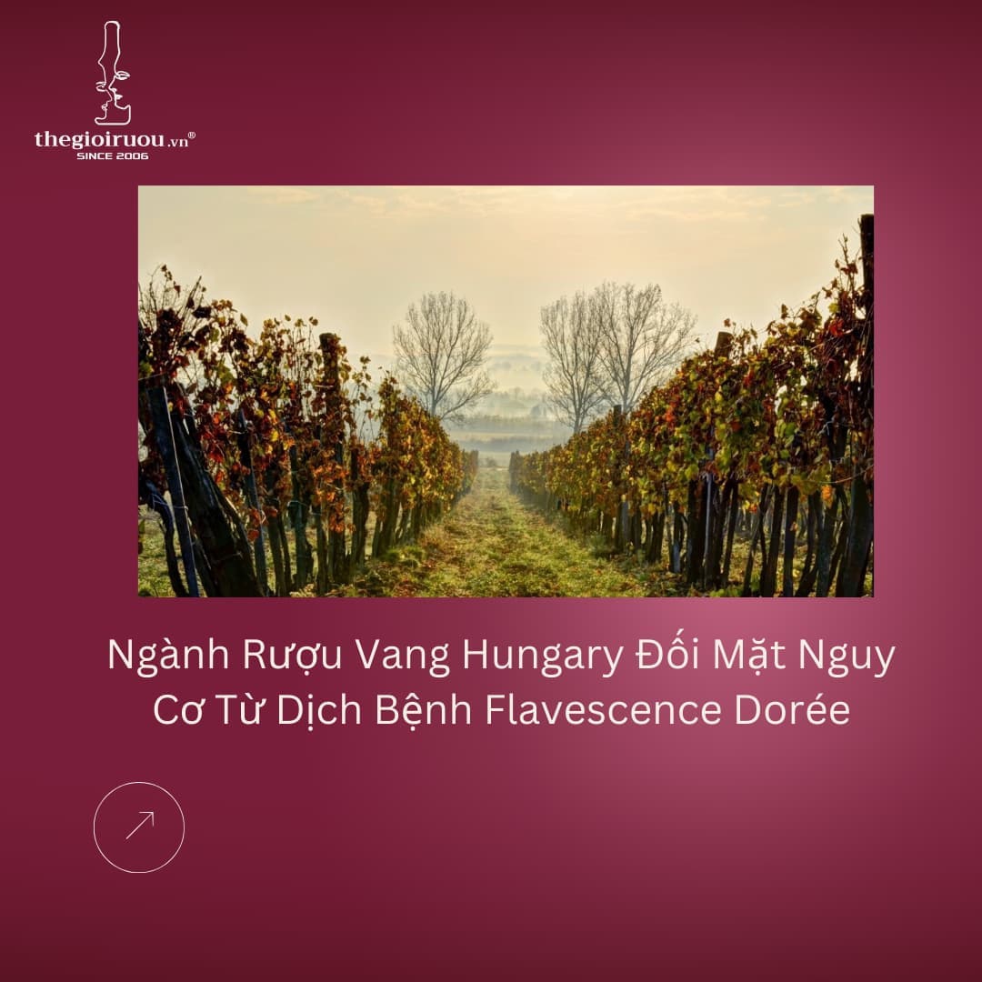 Ngành Rượu Vang Hungary Đối Mặt Nguy Cơ Từ Dịch Bệnh Flavescence Dorée