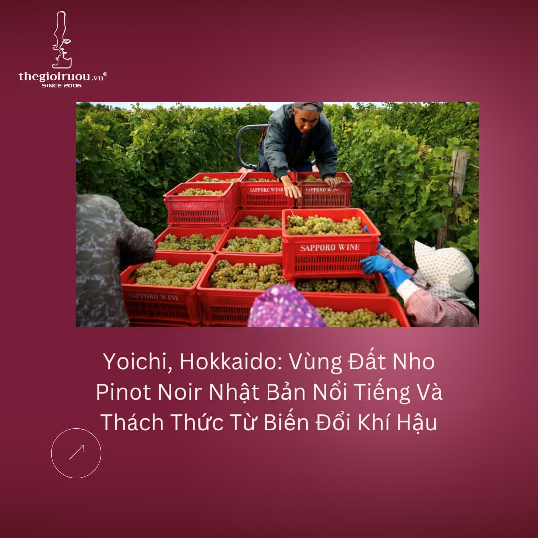 Yoichi, Hokkaido: Vùng Đất Nho Pinot Noir Nhật Bản Nổi Tiếng Và Thách Thức Từ Biến Đổi Khí Hậu